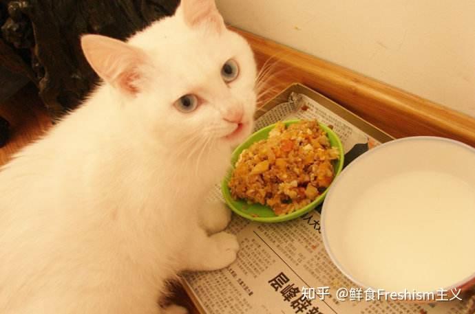 到底给猫吃猫饭好?还是猫粮好? - 知乎