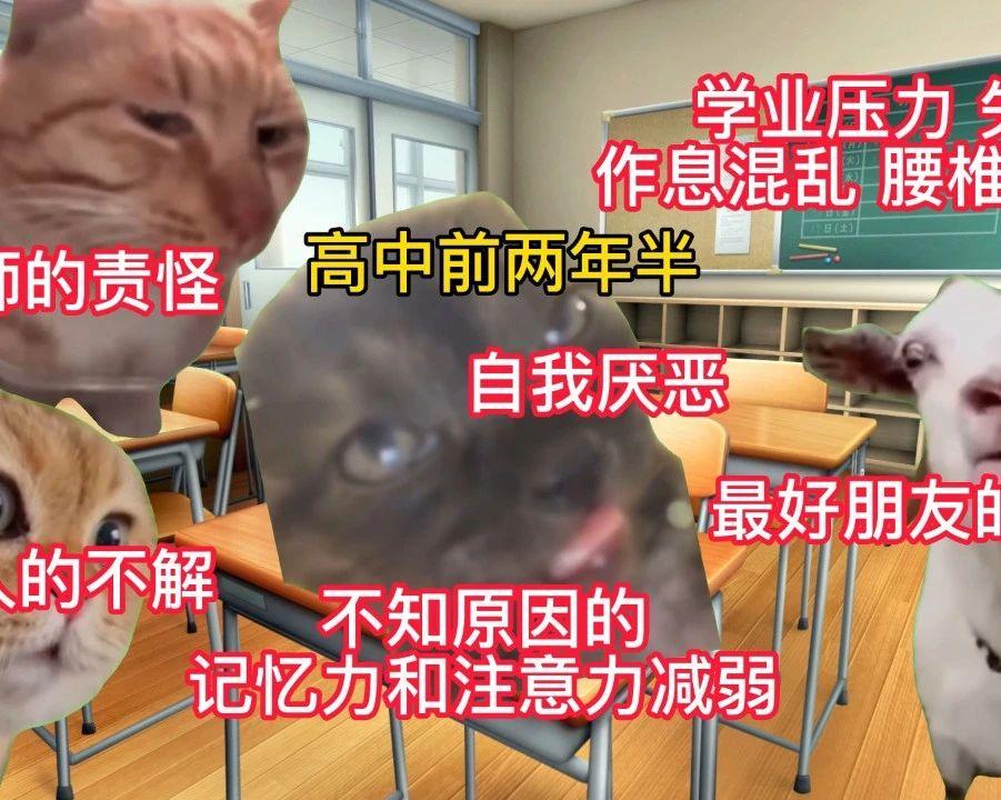 7天B站涨粉20万,“猫meme”为何风靡全网?|新榜出品 - 知乎