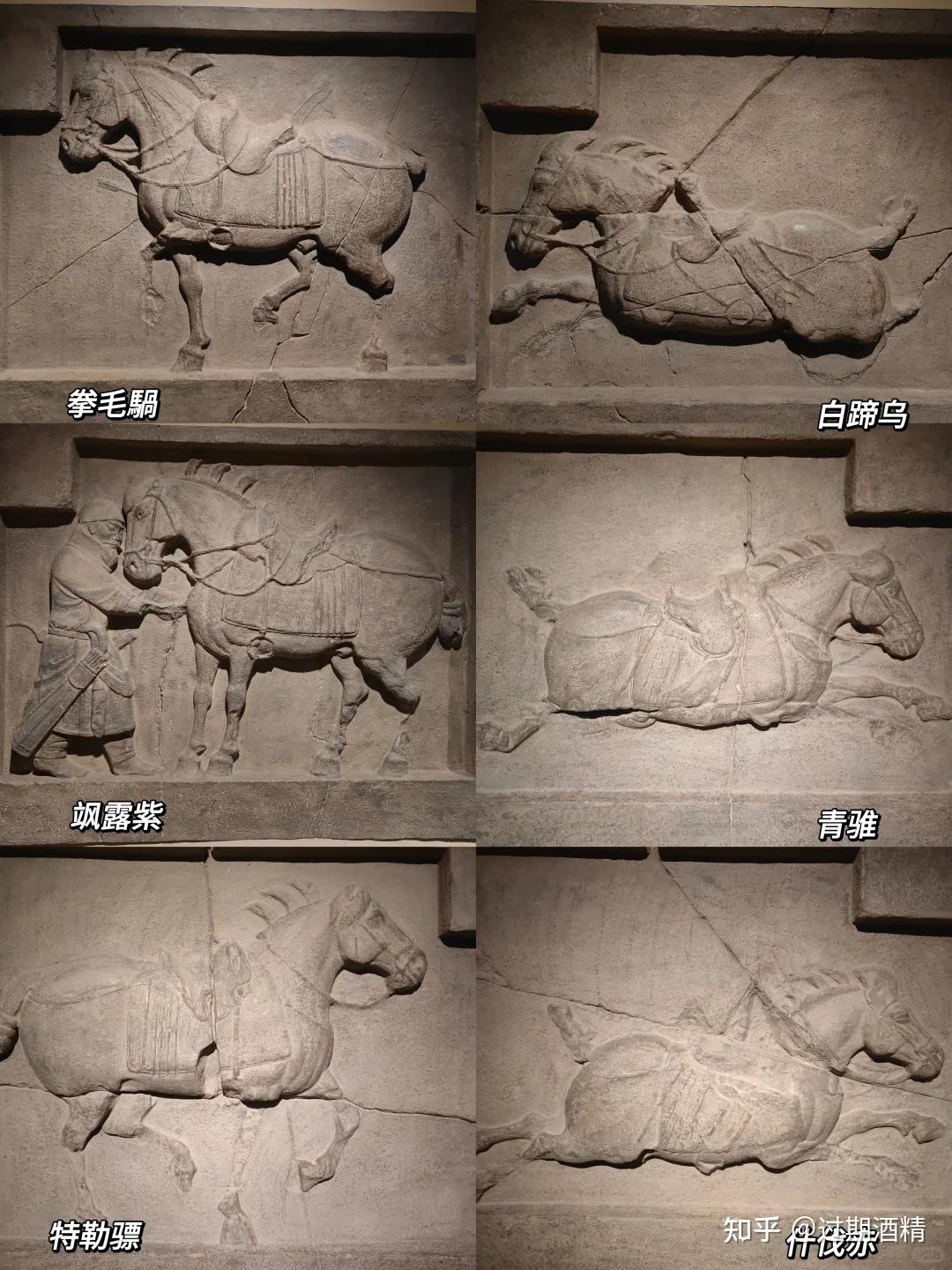如果赤兔马、的卢马、昭陵六骏和汗血宝马举办一场跨时空赛马,你觉得谁会夺冠? - 知乎