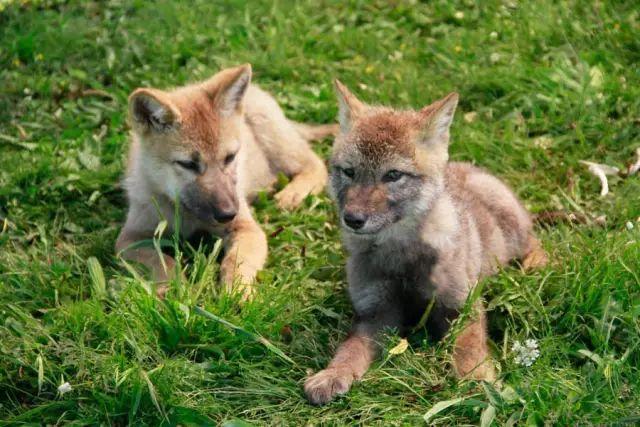 感动千万网友的故事再刷屏:她养大一匹狼,送它重返狼群_https://www.izongheng.net_快讯_第16张