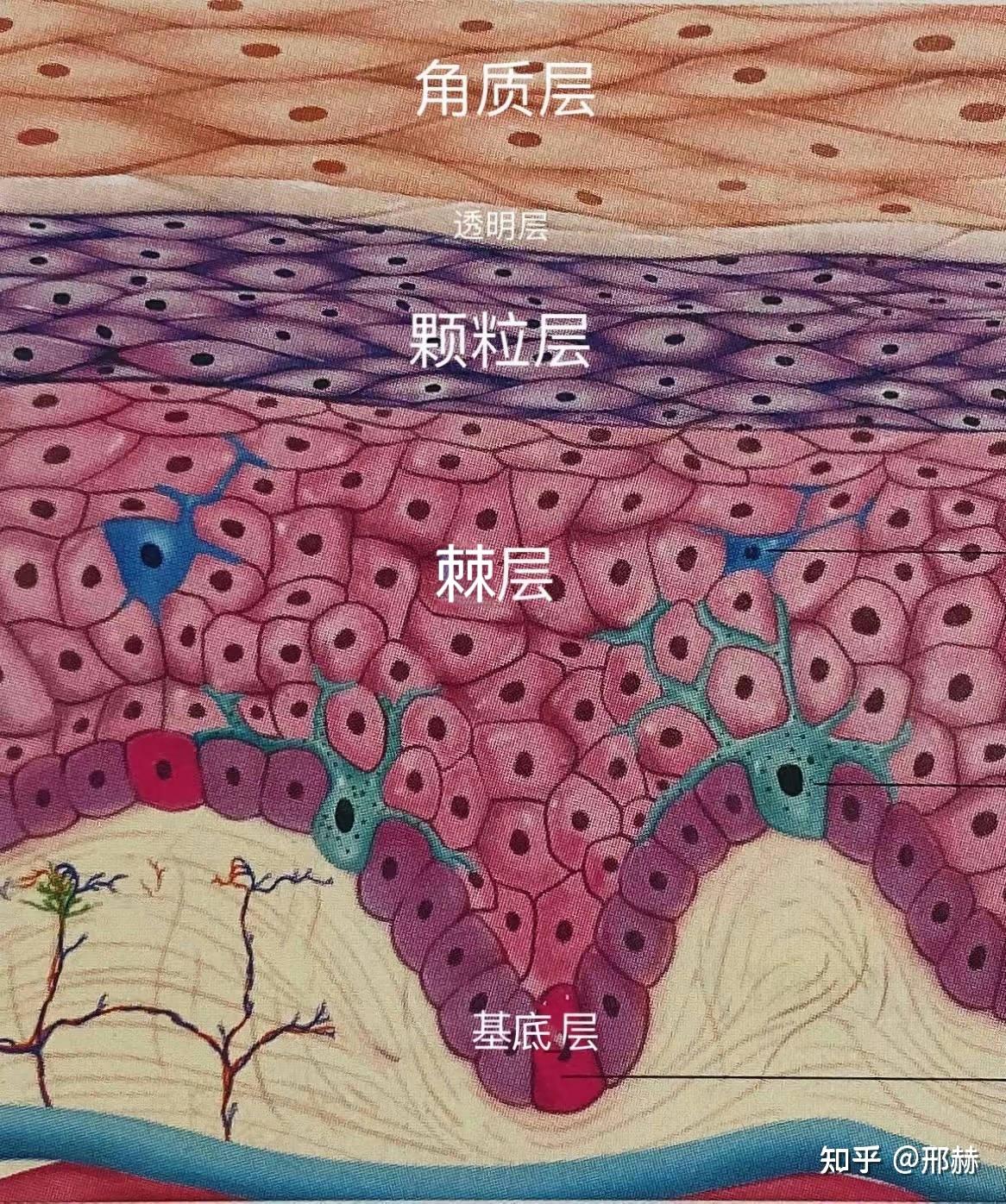 皮肤生理基础 - 知乎
