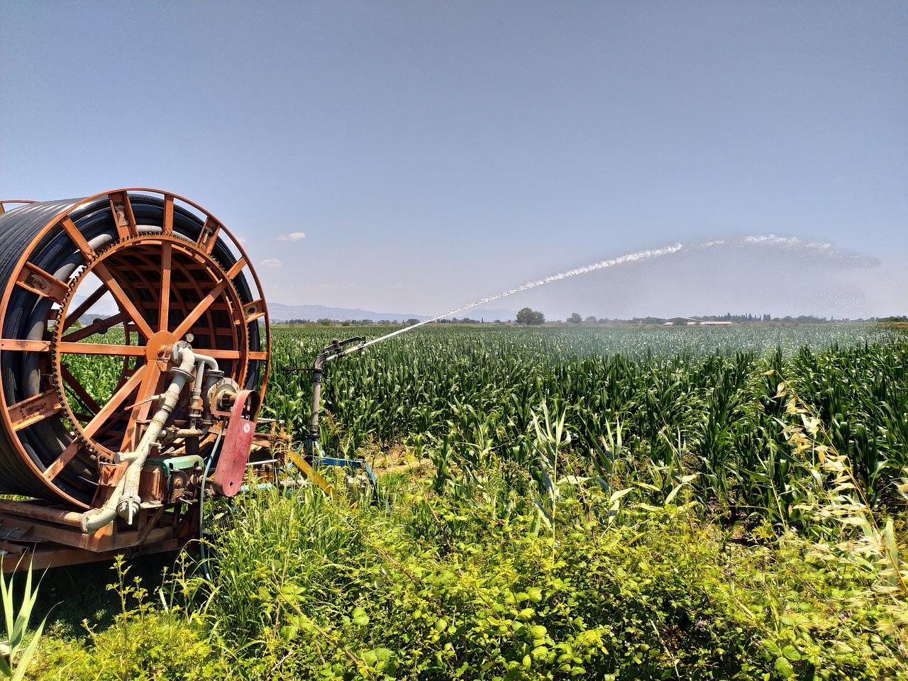 宫廷玉树如何施肥