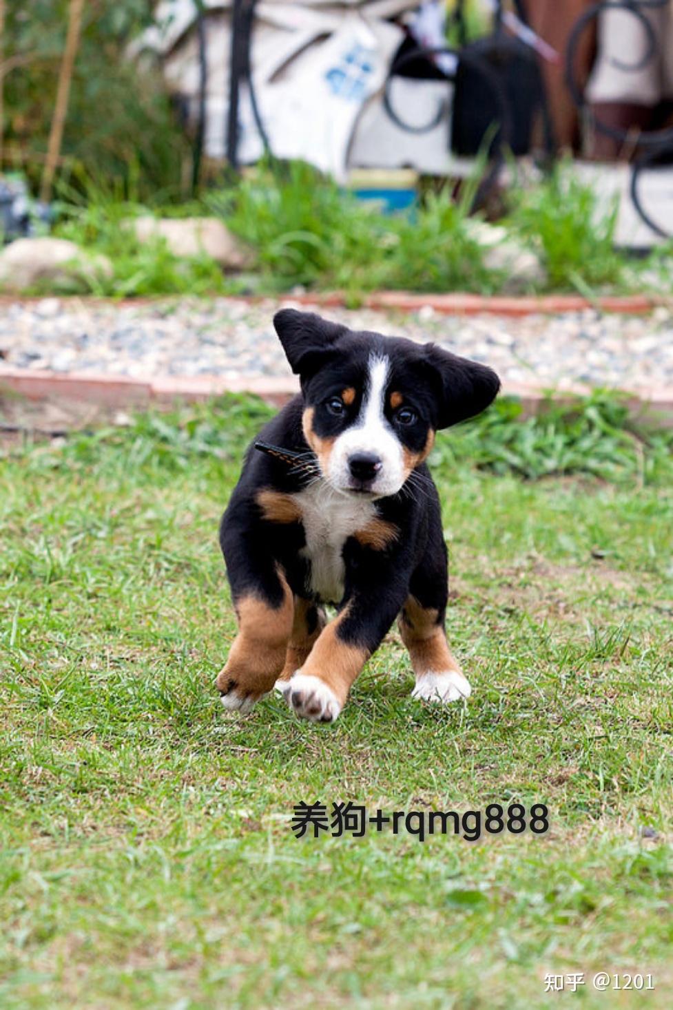 瑞士山地犬有哪些性格特点