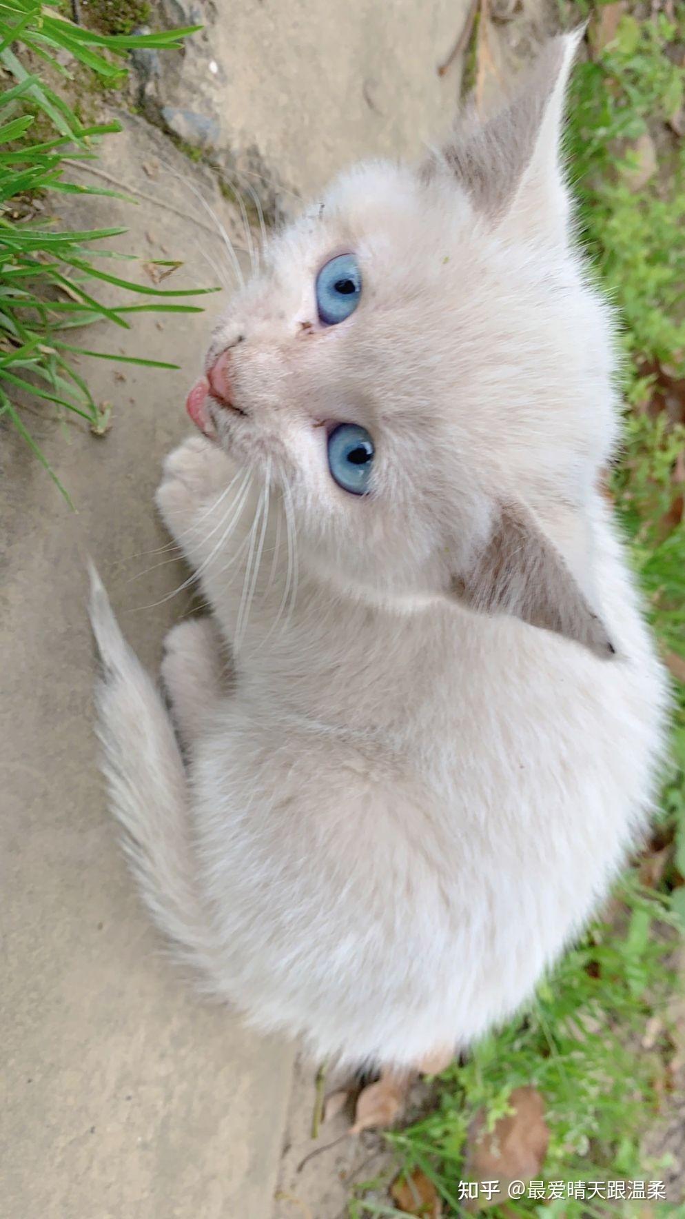 白色田园猫照片图片