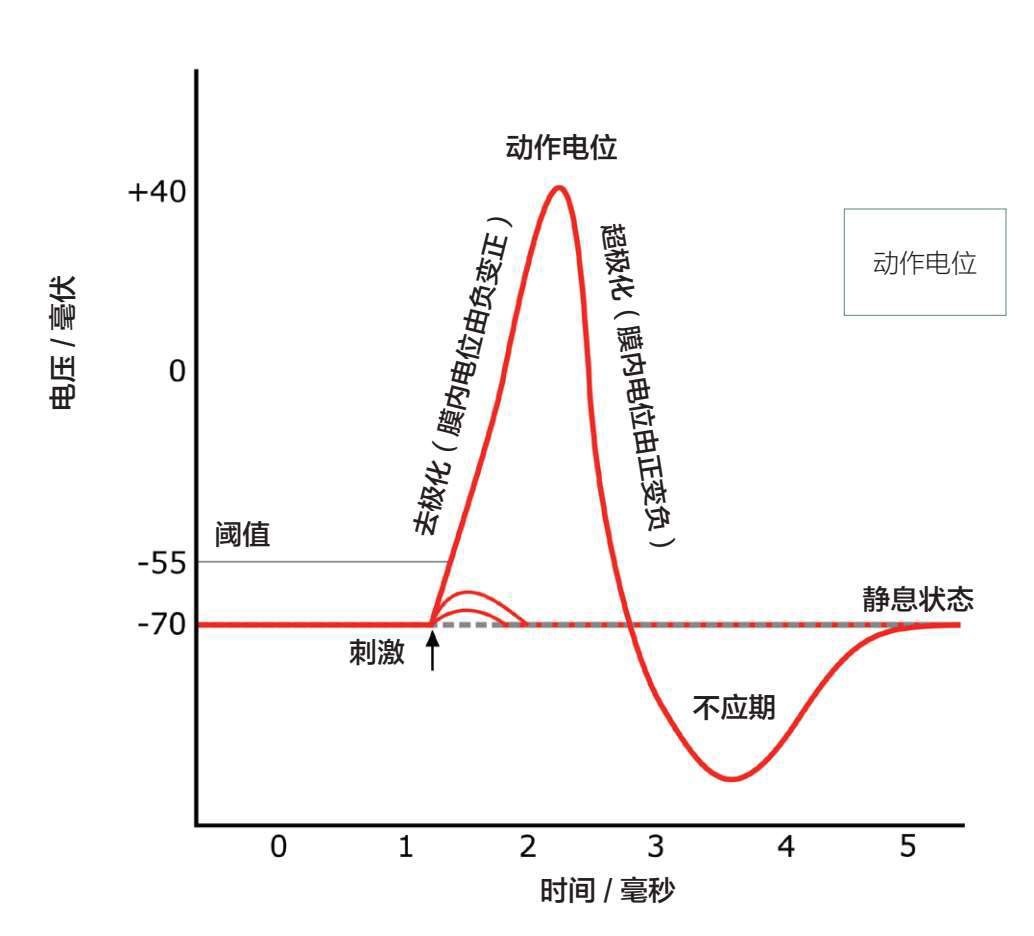 一个标准的动作电位的示意图
