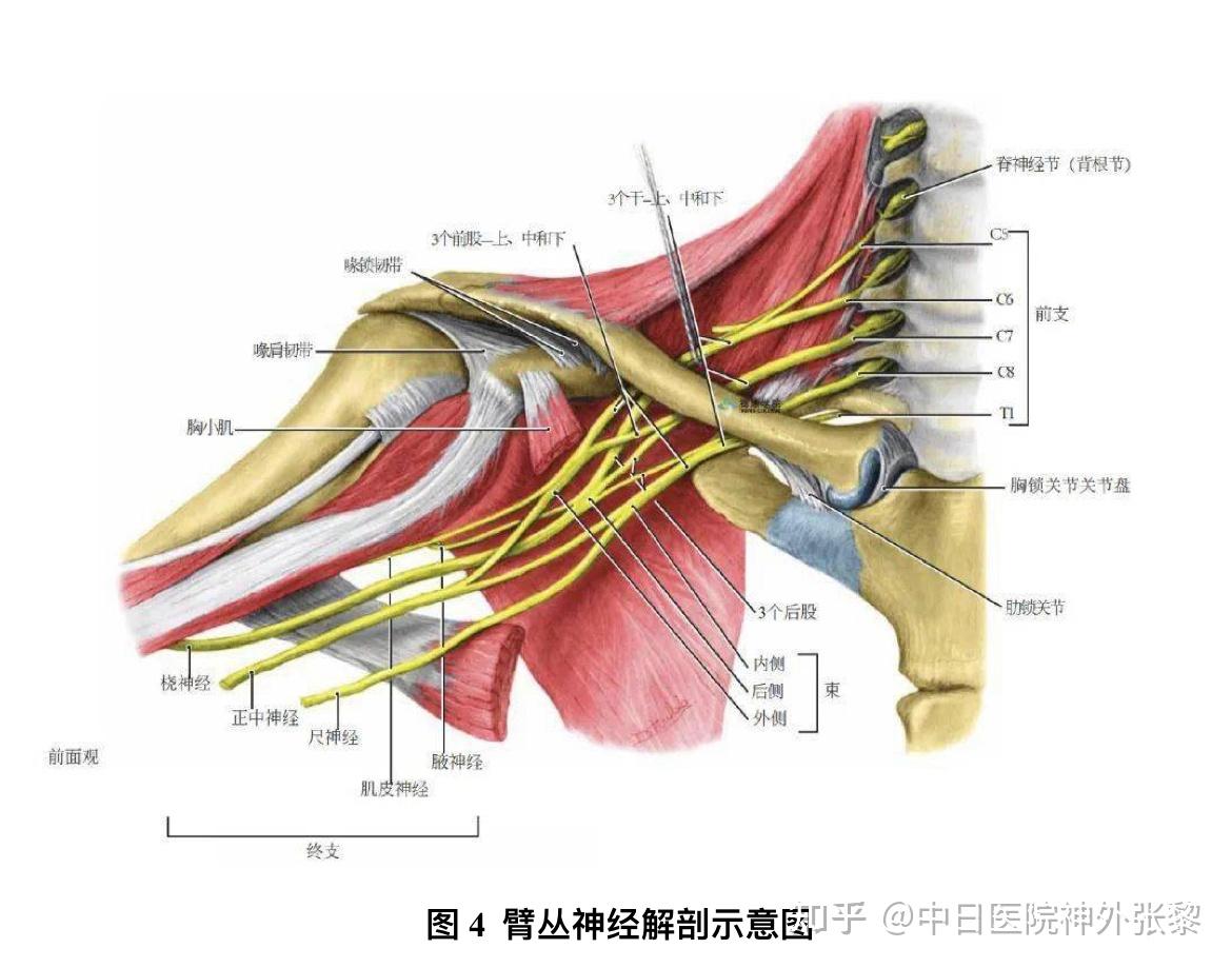 左右颈7神经交叉移位手术治疗偏瘫——周围神经显微手术技术解决中枢问题的新途径 - 知乎