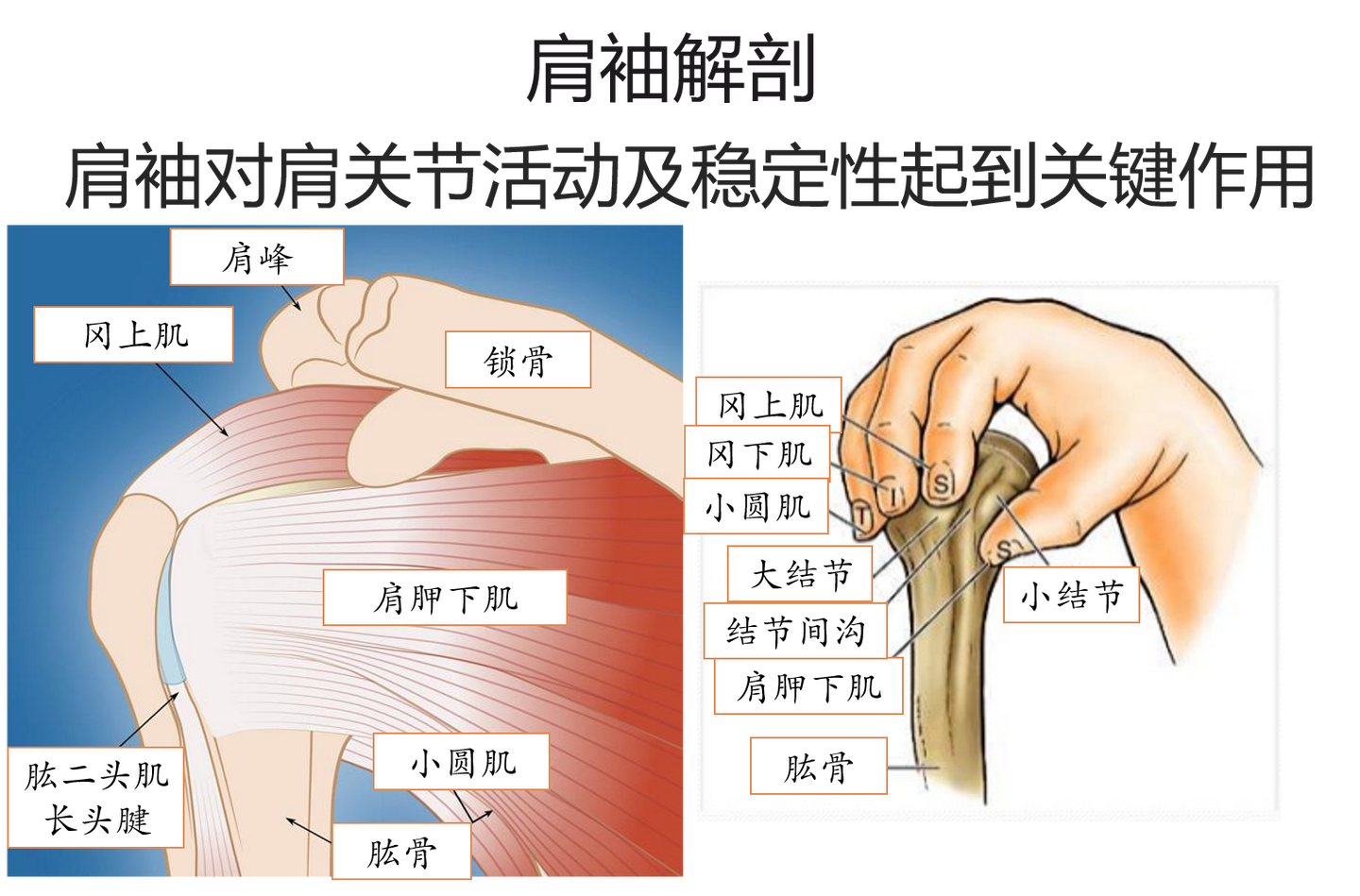 肩痛不欲生怎么办 让我来帮你降伏肩魔 知乎