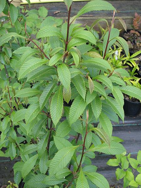 【植物界全系列】双子叶植物纲—山龙眼目