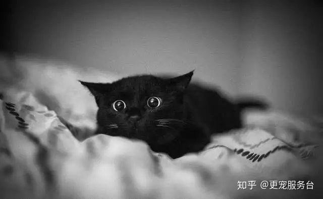 黑知识丨玄猫，辟邪之物；宜置于南，子孙皆宜 - 知乎