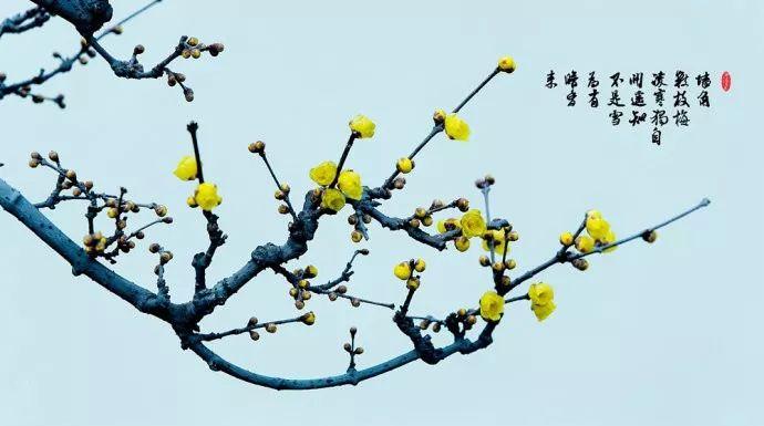 50幅梅花图,50首梅花诗!寒梅傲雪,孤高绝世! - 知乎