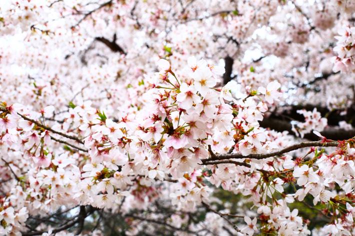 17日本樱花季 花期预报 知乎