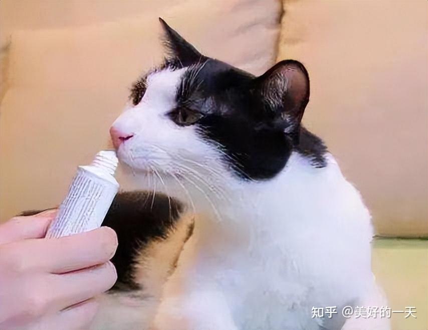 猫界的毒药”：赶紧放好，别让猫咪误食了- 知乎