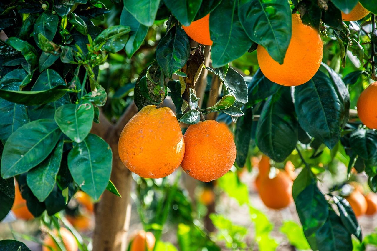 5. 硕果交通解读