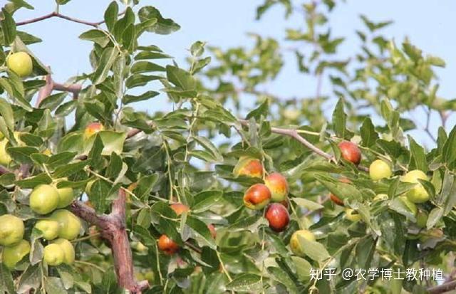 枣树种植很麻烦？掌握一项关键技术，保证大枣挂满枝头 - 知乎