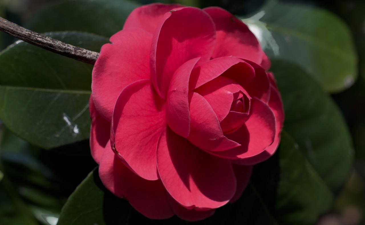 丹桂什么时候开花