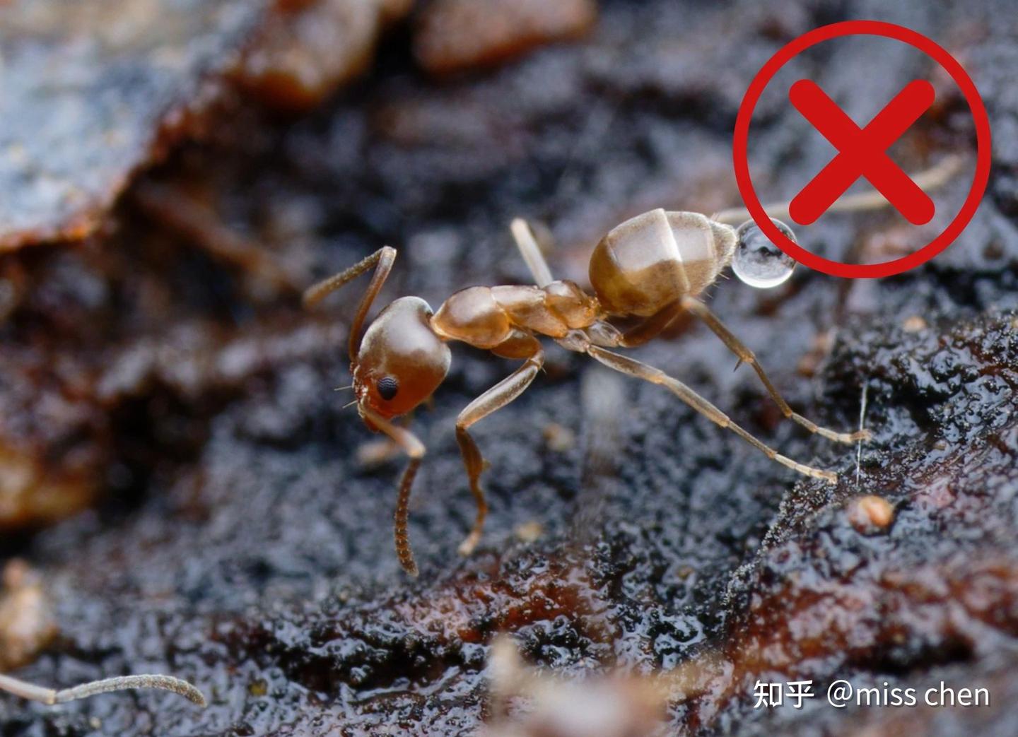 50张高清图带你全面认识红火蚁和蚁巢! - 知乎