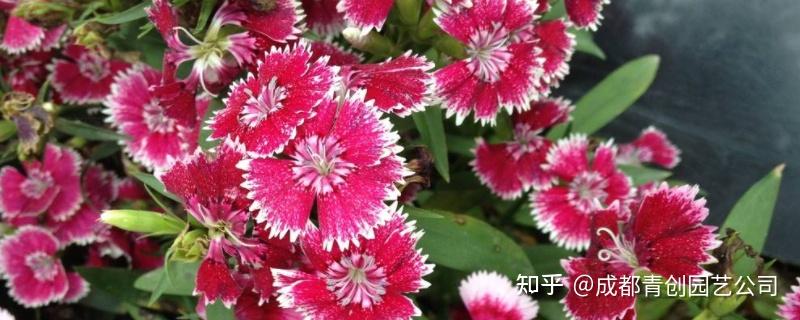 冬天不怕冻的盆栽花有哪些？ - 知乎