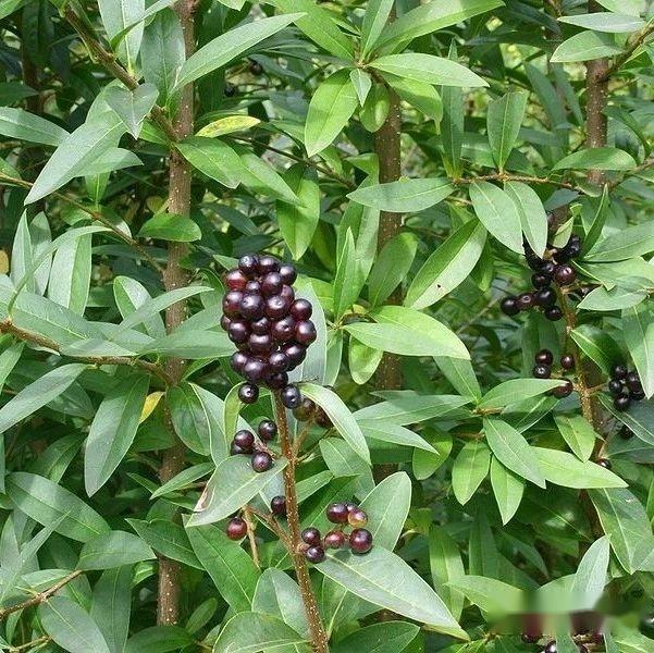 【植物界全系列】唇形目—木樨科(九):女贞 - 知乎