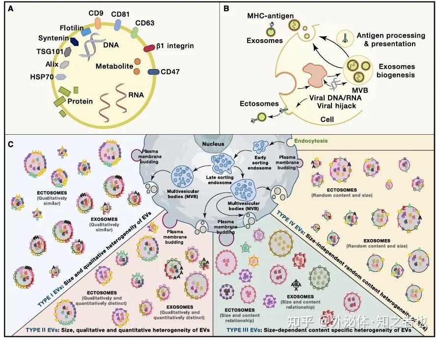 Immunity发表细胞外囊泡最新重磅综述:综述细胞外囊泡和免疫的关系 - 知乎