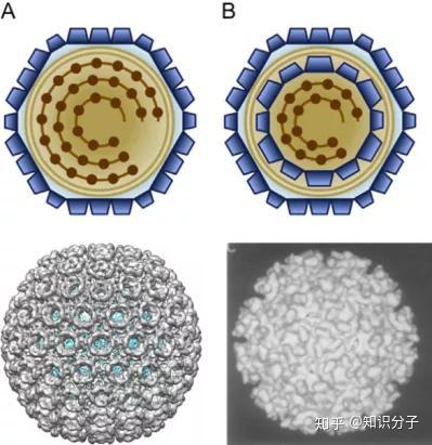 结构生物学家之痛：艾滋、新冠等囊膜病毒罪犯，为何长相如此不同 知乎 