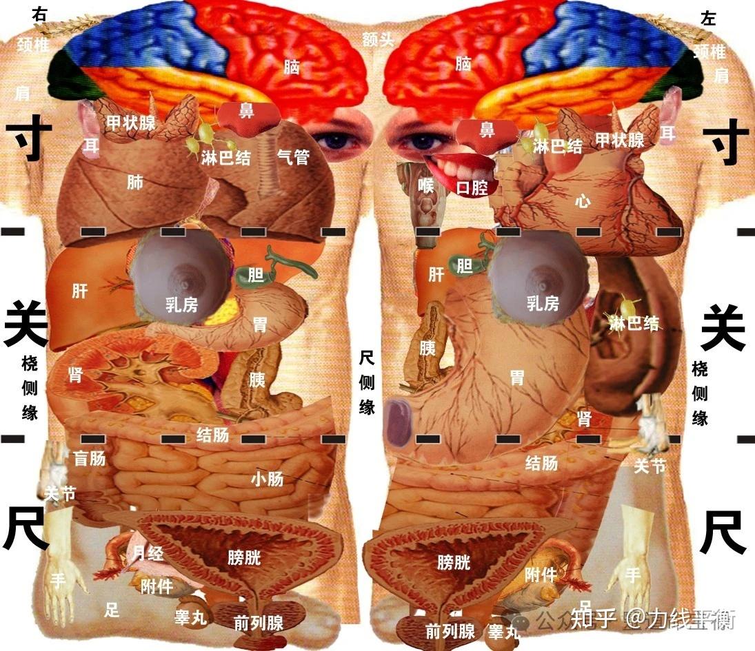 脉法辩证|中医脉诊临床要诀《达德堂脉决金针》 - 知乎