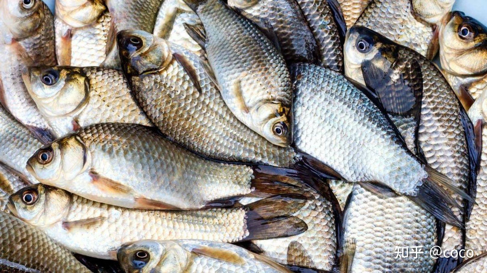 1月 14 日消息世界首例无肌间刺鲫鱼问世,其中有哪些值得关注的信息?