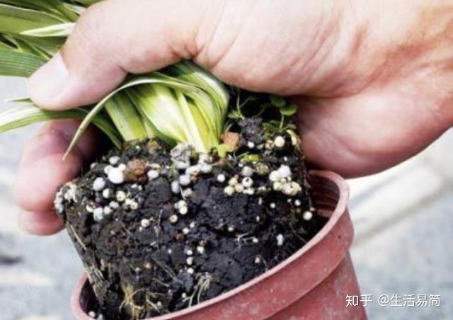 植物烂根怎么办?学会这些就不用担心了! - 知乎