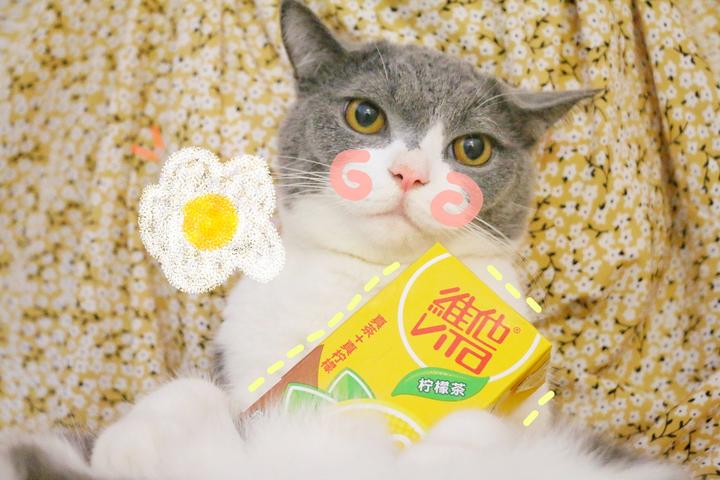 猫咪自发性膀胱炎 科普u0026治疗方法- 知乎
