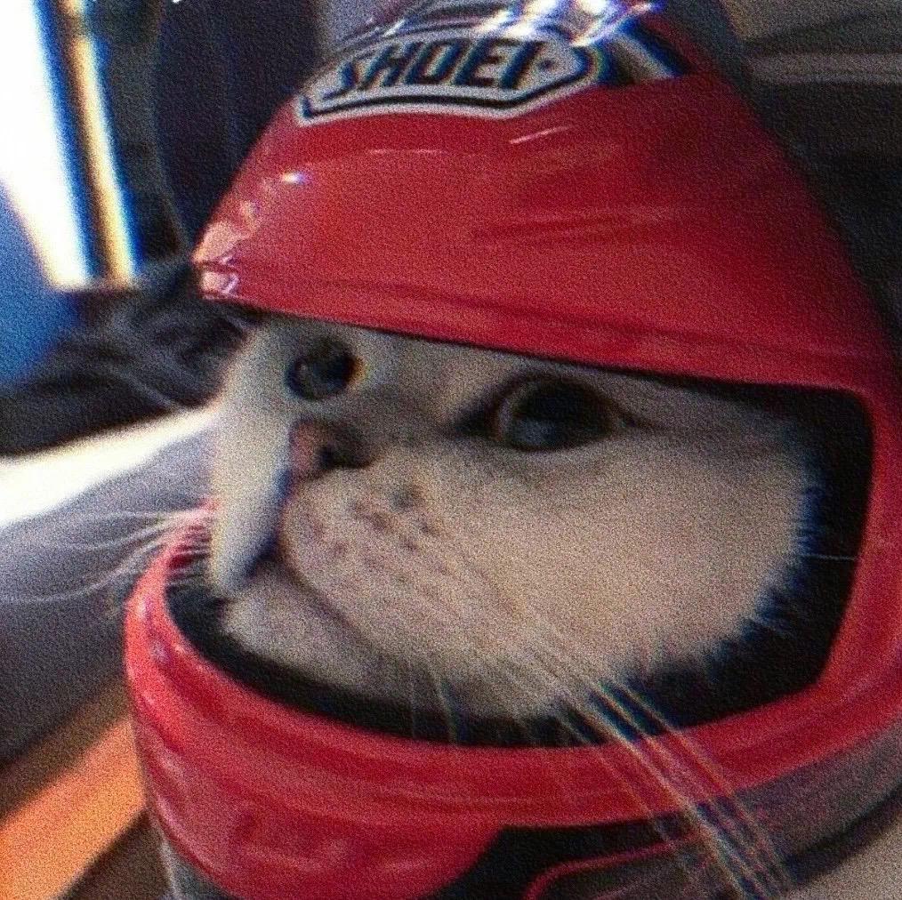 能不能给一些高清的猫咪的头像