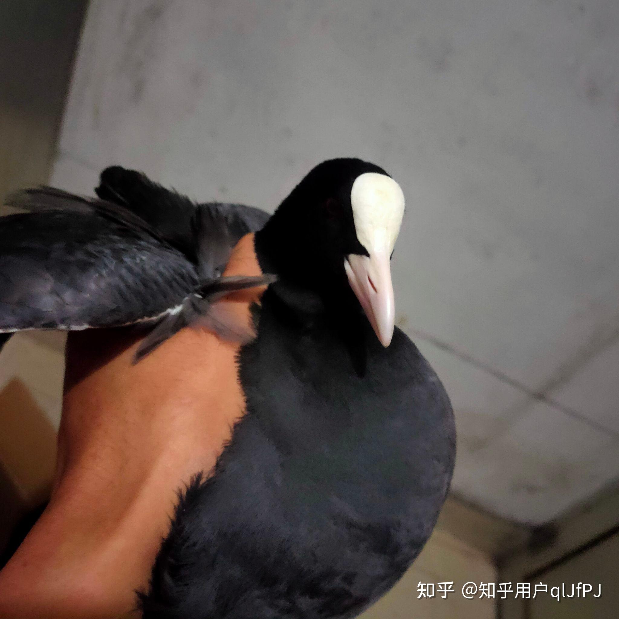 黑身白嘴的水鸟是什么鸟?