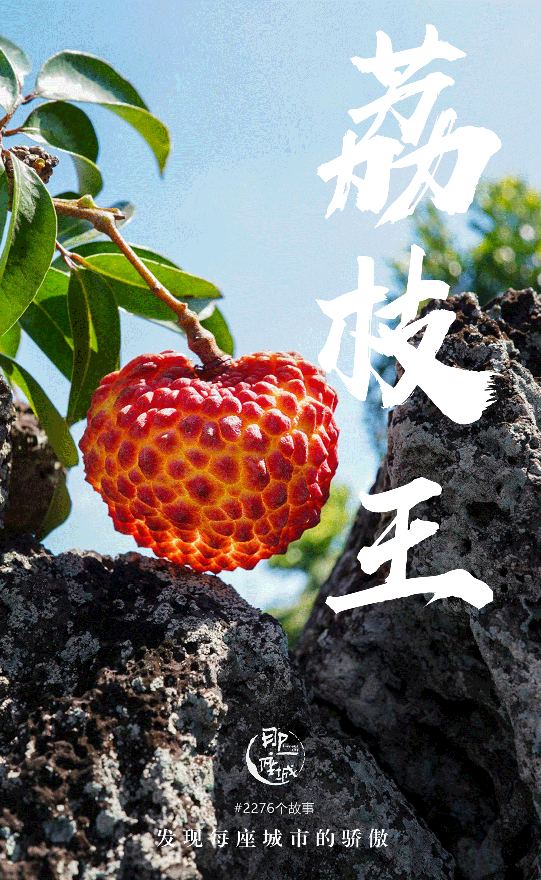 火山岩上长出的荔枝王，咋就成了「顶流」 - 知乎