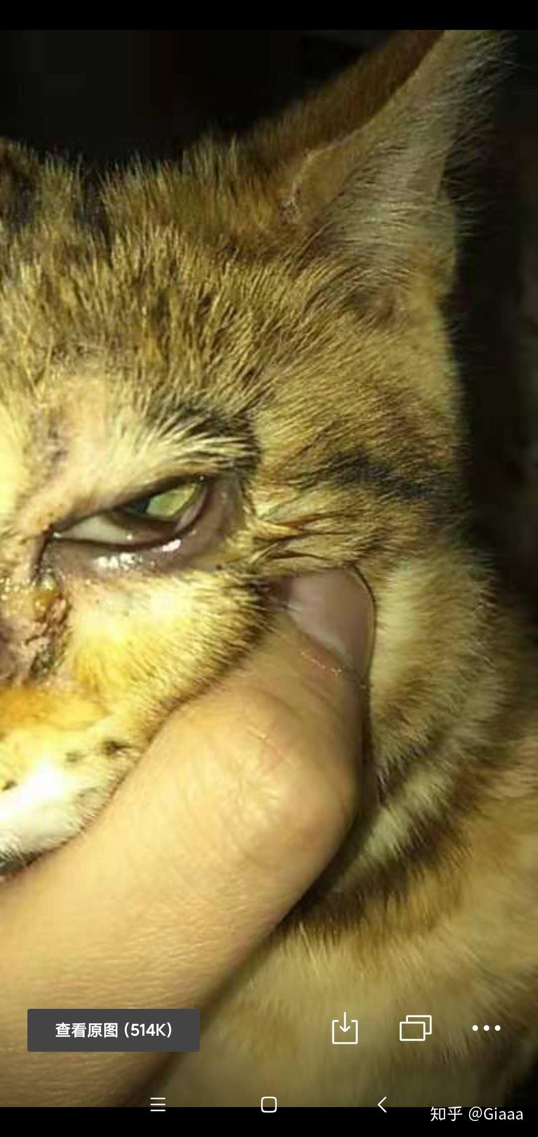 猫鼻支的症状
