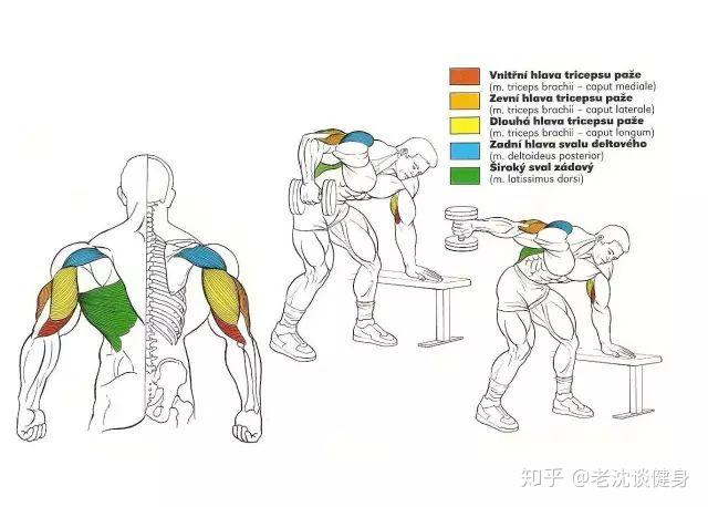 健身常见的56个训练动作图解，带你快速渡过新手期 - 知乎