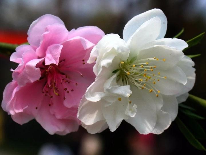 一日三变 花朵为什么会变色 知乎