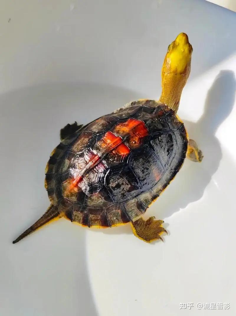 珍珠龟为什么是国龟的颜值担当