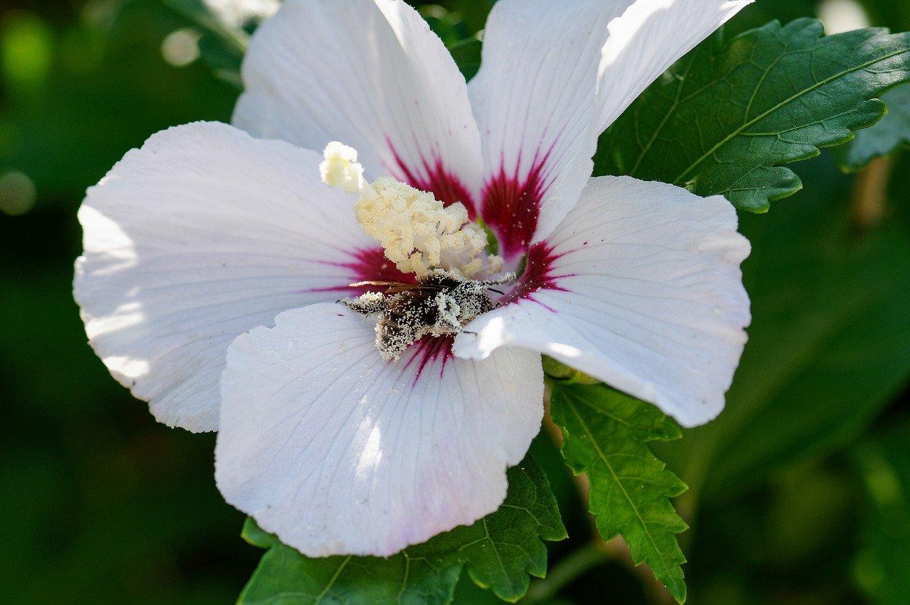 2. 水葱植物特征