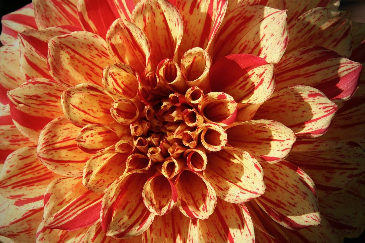 4. 石蒜花季预测