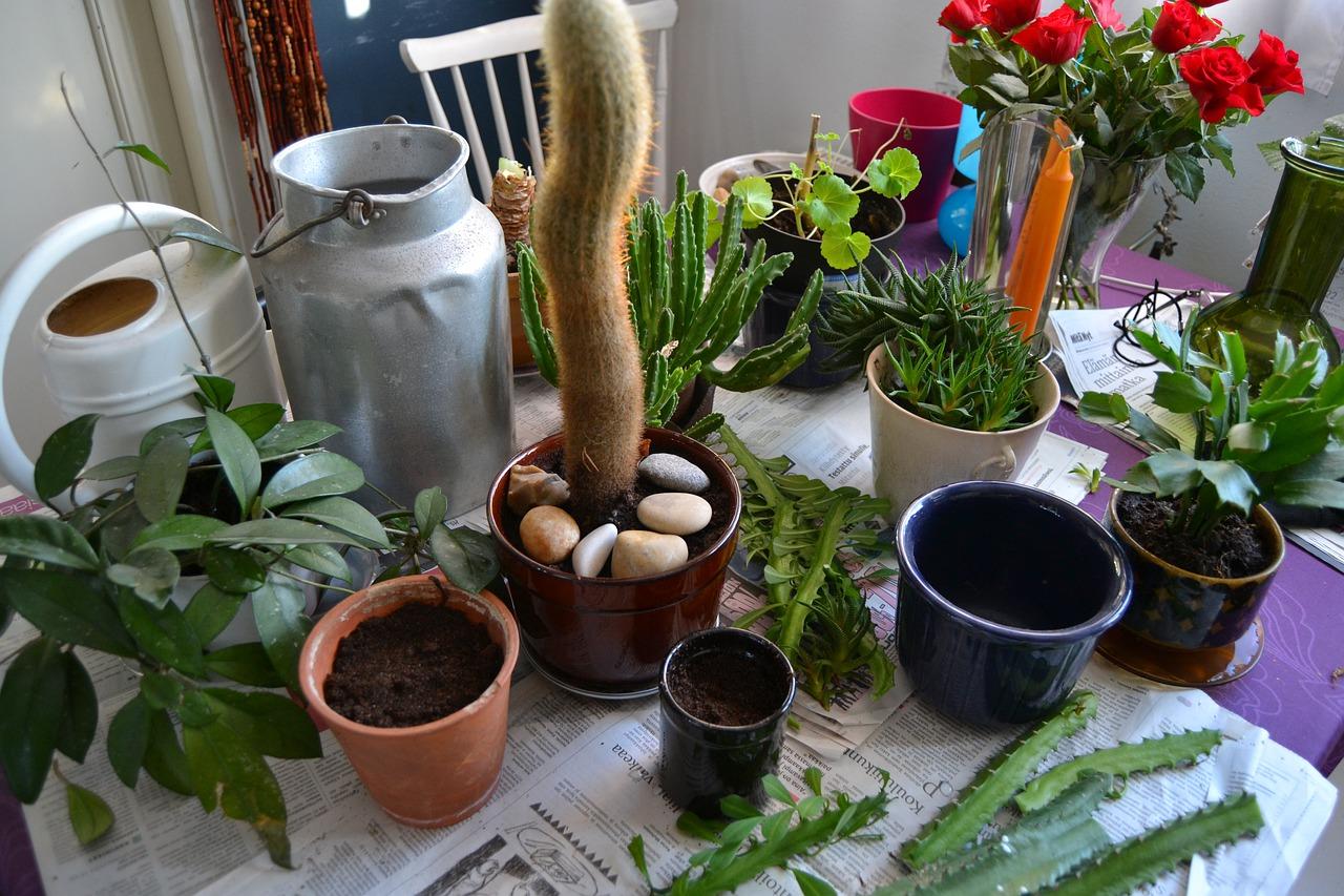 春天如何阻止菊花疯长