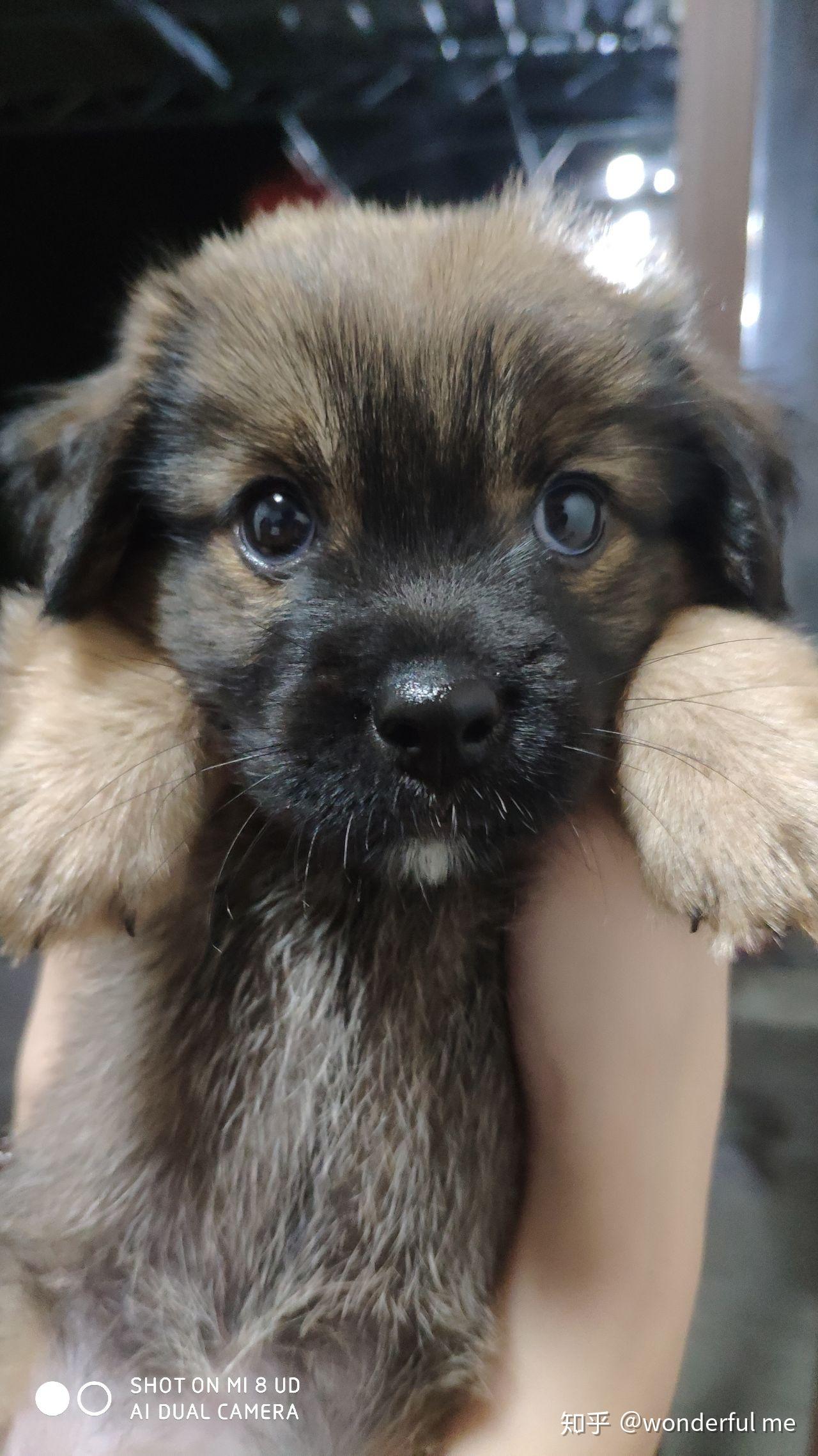 求问边牧泰迪串串以后会长多大