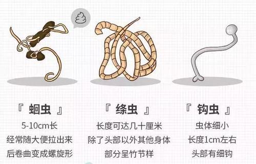 家有猫咪 这些寄生虫知识要牢记 知乎 家有猫咪 这些寄生虫知识要牢记 知乎