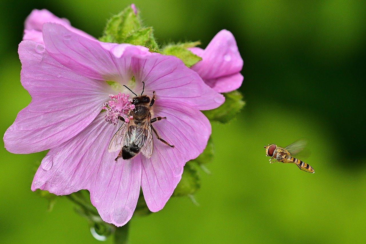 3. 檀木的采集过程