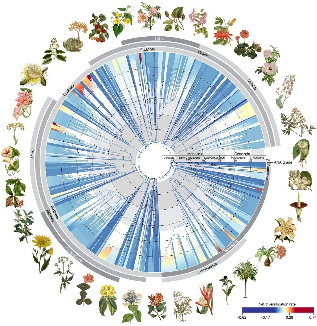 我整理出了植物所有科系统发生树！（植物各科进化树） - 知乎