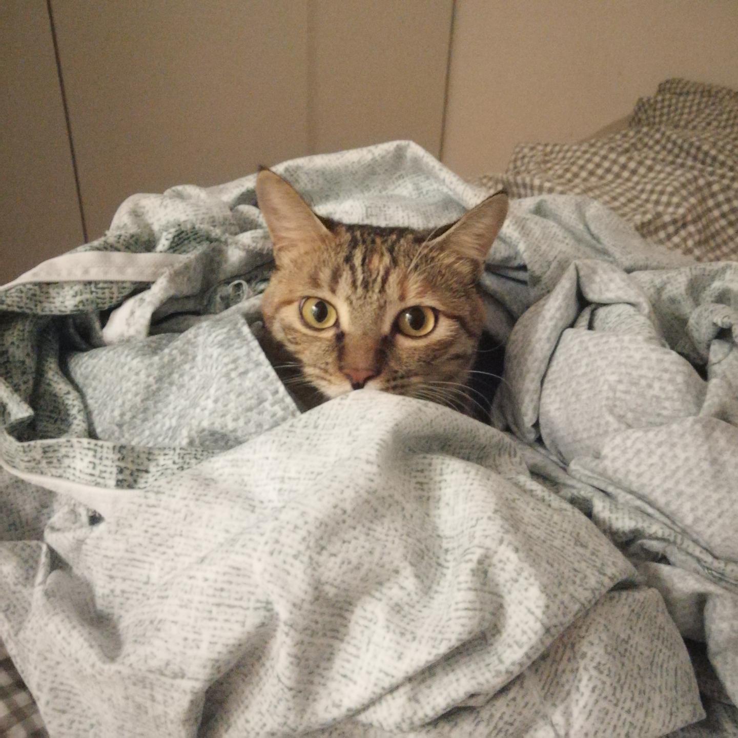 猫到底有多爱干净 以及猫的日常清洁 知乎 猫到底有多爱干净 以及猫的日常清洁 知乎
