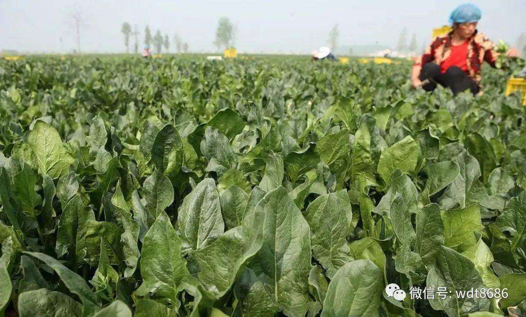 才知道,“尖叶”和“圆叶”菠菜区别好大,搞懂再买,做菜更好吃 - 知乎