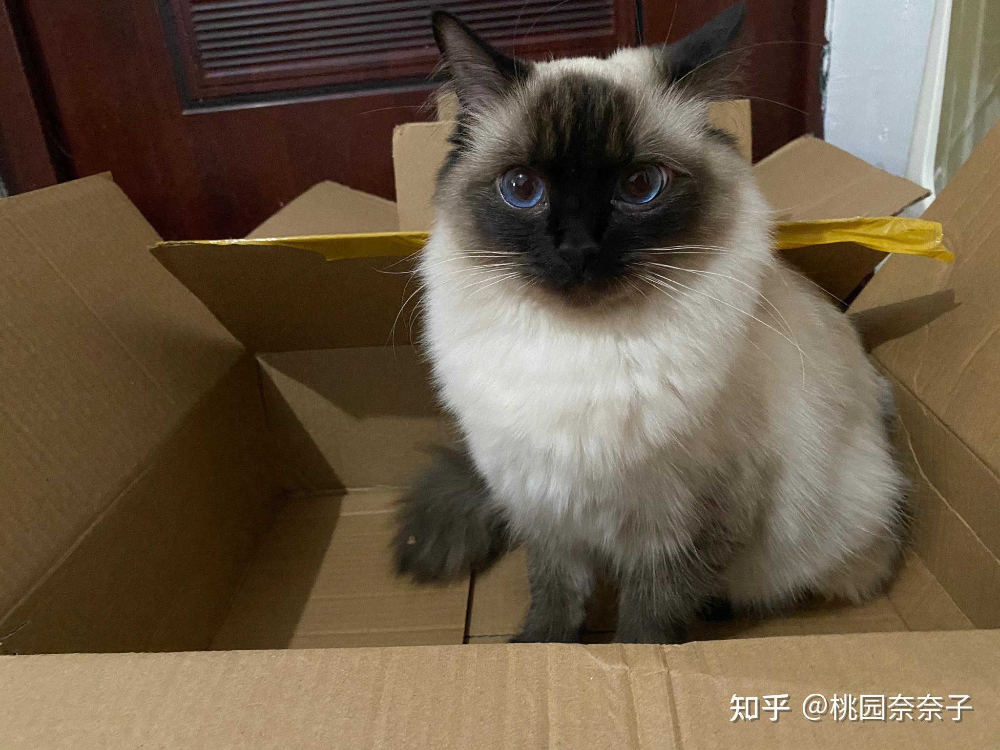 布偶猫重点色受欢迎吗