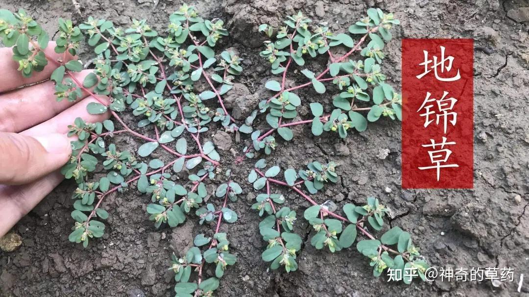 21种常见草本药用植物，可都是好宝贝，长什么样？有啥药用价值？记得收藏 - 知乎