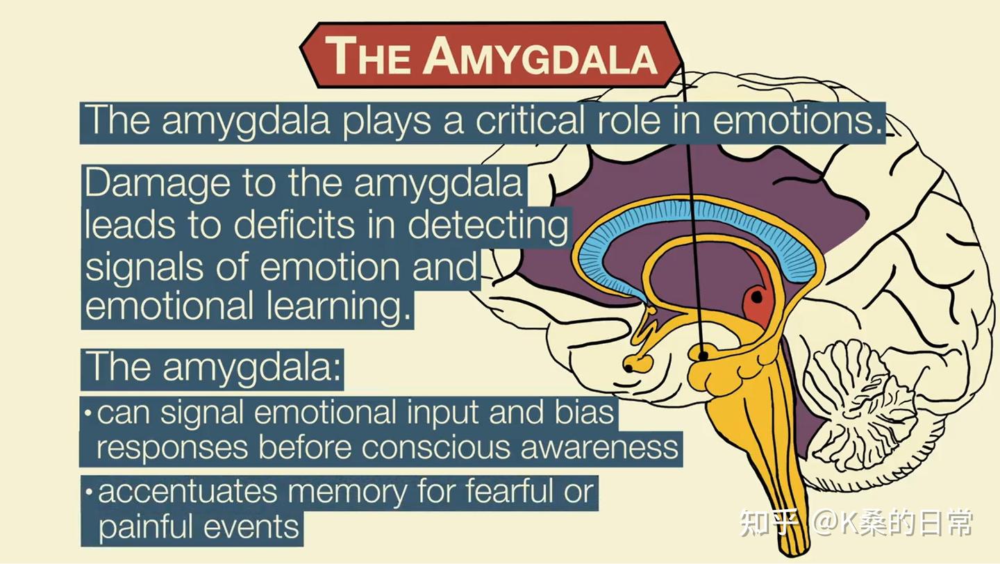 心理的运行原理——第五讲：大脑在情绪中的角色 - 知乎
