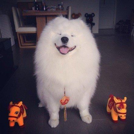 为什么百度出来"微笑狗"的图片让人看了很难受以及难以忘记? - 知乎