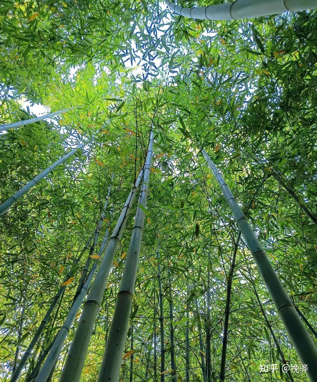 风吹竹海图片