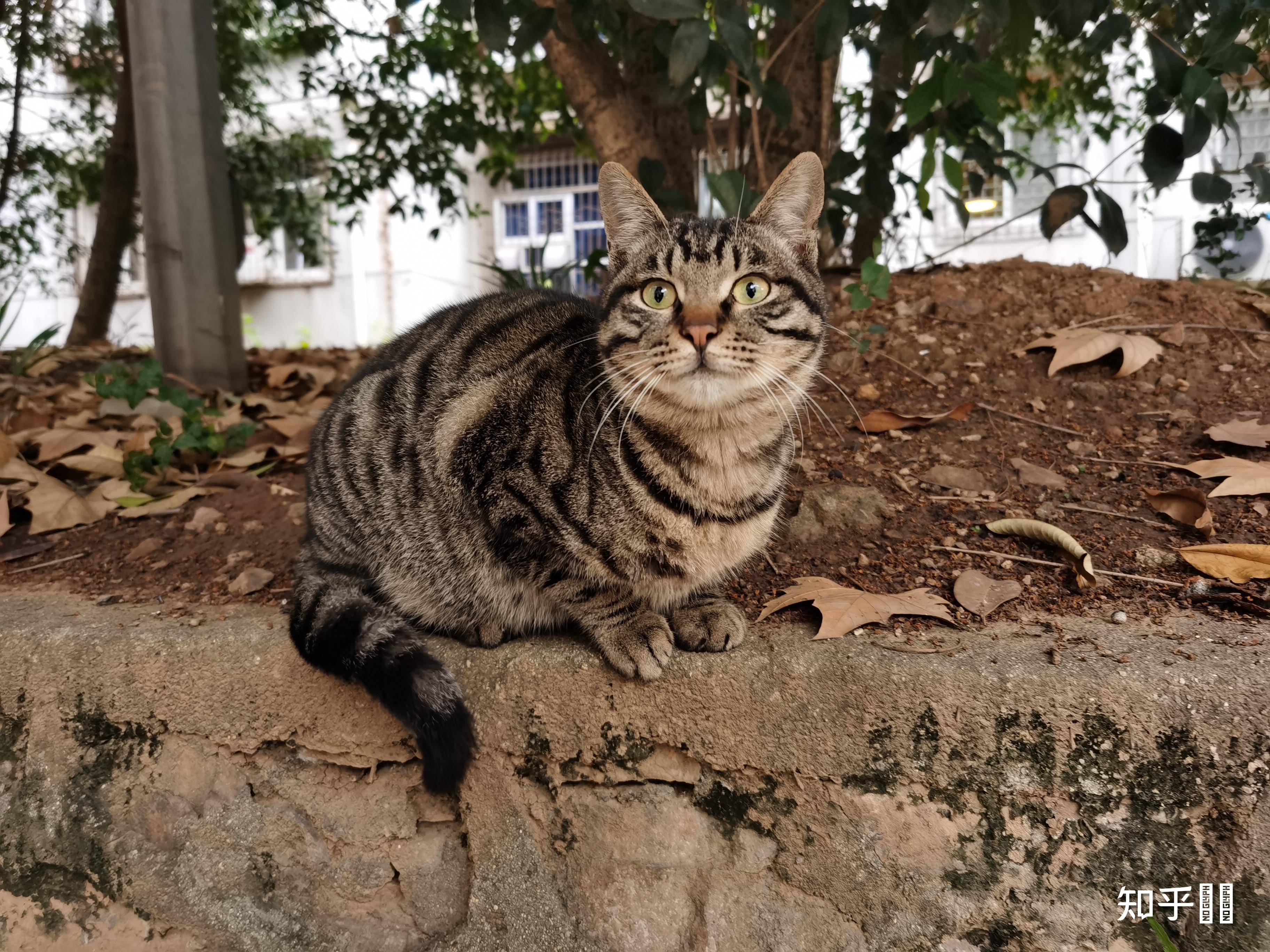 田园狸花猫可以漂亮到什么程度